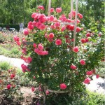 roza 7 150x150 Плетистые розы